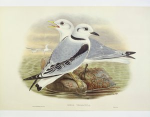 Czarnonogi kittiwake (Rissa tridactyla), Grawerowanie autorstwa Johna Goulda, Williama Harta, HC Richte autorstwa John Gould