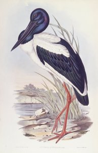 Bocian czarnoszyi (Ephippiorhynchus asiaticus), Grawerowanie Johna Goulda autorstwa John Gould