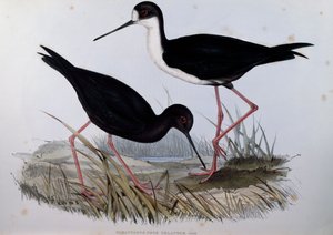 Black Stilt (Himantopus novaezelandiae), grawerowanie z Birds of Australia autorstwa John Gould