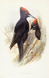 Dzięcioł czarny (Dryocopus martius), Grawerowanie John Gould autorstwa John Gould