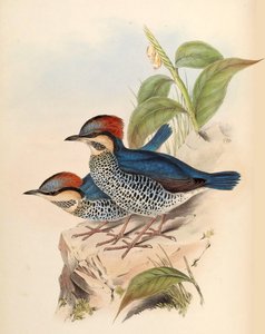 Niebieski Pitta Pitta cyanea Blyth autorstwa John Gould
