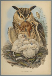 Bubo Maximus: Sowa (kolor lito na papierze tkanym) autorstwa John Gould