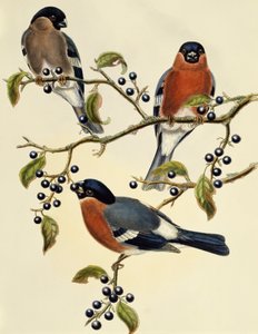 Gil zwyczajny (Pyrrhula pyrrhula), grawerowanie Johna Goulda (1804-1881). Zjednoczone Królestwo autorstwa John Gould