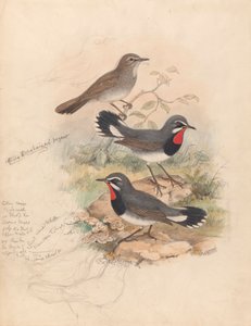 Calliope Tschebaiewi, Prjev. autorstwa John Gould