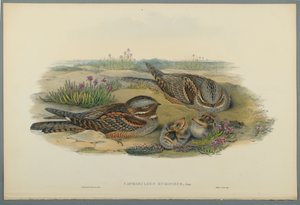 Caprimulgus Europaeus (kolor lito na papierze tkanym) autorstwa John Gould