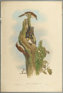 Certhia Familiaris - Tree Creeper (kolor lito na papierze tkanym) autorstwa John Gould