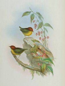 Cettia castaneocoronata autorstwa John Gould