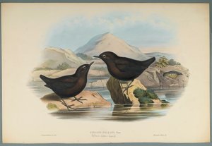 Cinclus Pallasi: Pallas Water Ouzel (kolor lito na papierze tkanym) autorstwa John Gould