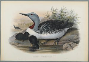 Colimbus Septentrionalis: nurek czerwonogardły (kolor lito na papierze tkanym) autorstwa John Gould