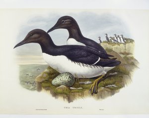 Murre pospolite (Uria aalge), Grawerowanie Johna Goulda, Williama Harta, HC Richtera autorstwa John Gould