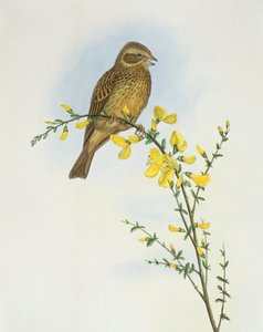 Trznadel kukurydziany (Miliaria o Emberiza calandra), Grawerowanie autorstwa Johna Gould autorstwa John Gould