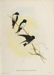 Delichon nipalensis, iš "Šimtmetis paukščių iš Himalajų kalnų", 1830-32 poli autorstwa John Gould