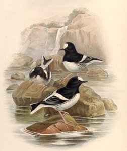 Enicurus scouleri autorstwa John Gould