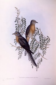 Kukułka wachlarzowata (Cacomantis flabelliformis), Grawerowanie autorstwa Johna Gould autorstwa John Gould