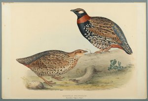 Francolinus Vulgaris (Briss): Europejski Francolin (kolor lito na papierze tkanym) autorstwa John Gould