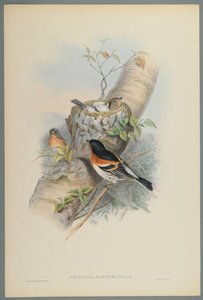 Fringilla Montifringilla - Bramblefinsh (kolor lito na papierze tkanym) autorstwa John Gould