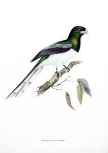 Giant Trogon, bird from India, engraving from book by John Gould (1804-1881) "Tropical Birds" autorstwa John Gould