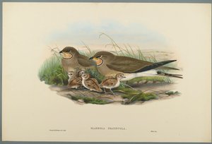 Glareola Pratincola - Pratincole zwyczajna (kolor lito na papierze tkanym) autorstwa John Gould