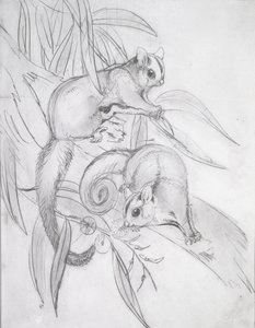 Oposy szybujące (ołówek) autorstwa John Gould
