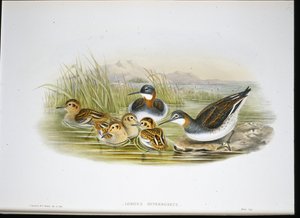 Błyszczący Ibis (Falcinellus Igneus) (ręcznie barwiony lito) autorstwa John Gould