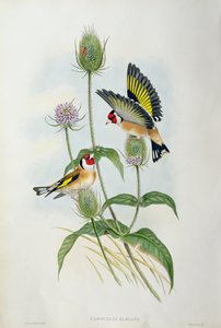 Szczygieł (Carduelis Elegans) (ręcznie barwiony lito)