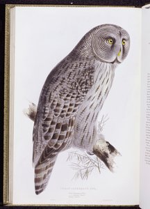 Puszczyk pospolity, z „Ptaków Wielkiej Brytanii”, wyd. Londyn, 1862-73 autorstwa John Gould