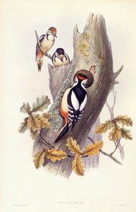 Dzięcioł duży (Dendrocopos major), Grawerowanie Johna Gould autorstwa John Gould
