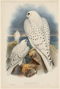  autorstwa John Gould