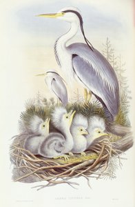 Czapla siwa (Ardea cinerea), Grawerowanie Johna Gould autorstwa John Gould