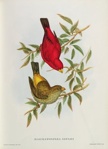 Haematospiza Sipahi, ilustracja z „Birds of Asia”, tom. I, Części I-VI, John Gould, 1850-54