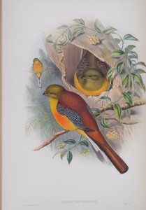 Harpactes Oreskios, płyta z The Birds of Great Britain autorstwa Johna Goulda, wydana w latach 1862-73 (litografia ręcznie kolorowana) autorstwa John Gould