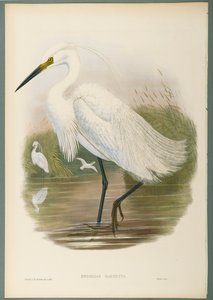 Herodias Garzetta - Czapla (kolor lito na papierze tkanym) autorstwa John Gould