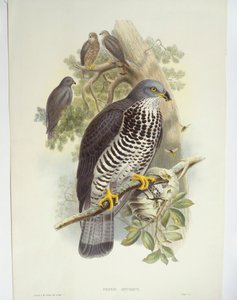 Myszołów zwyczajny (Pernis apivorus), ilustracja autorstwa John Gould