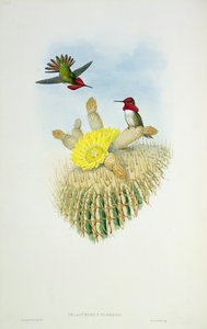Koliber, grawerowane przez Waltera i Cohen autorstwa John Gould