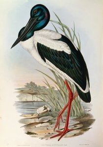 Ilustracja z filmu „Ptaki Australii” Johna Goulda przedstawiające bociana czarnoszyi Ephippiorhynchus asiaticus, autorstwa John Gould
