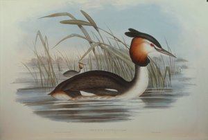 Ilustracja z filmu „Ptaki Australii” Johna Goulda przedstawiające perkoza dwuczubego Podiceps cristatus australis, autorstwa Oscara Dresslera autorstwa John Gould