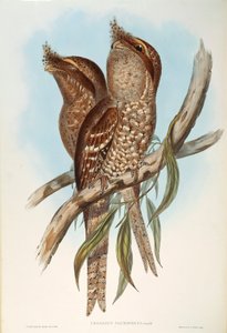 Ilustracja z filmu „Ptaki Australii” Johna Goulda przedstawiające Tawny Frogmouth Podargus strigoides, autorstwa Oscara Dresslera autorstwa John Gould