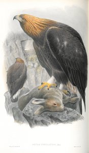 Ilustracja Aquila Chrysaetos (Złoty Orzeł) autorstwa John Gould