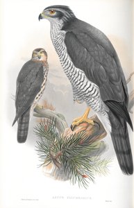 Ilustracja Astur Palumbarius (jastrząb) autorstwa John Gould