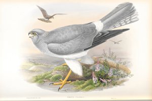 Ilustracja Circus Cyaneus (kura błotniak) autorstwa John Gould