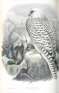 Ilustracja Falco Candicans (Greenland Falcon Dark Race) autorstwa John Gould