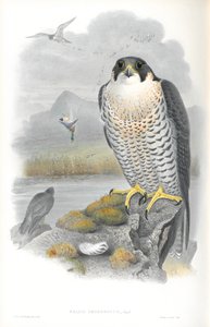 Ilustracja Falco Peregrinus (sokół wędrowny) autorstwa John Gould