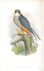 Ilustracja Falco Subbuteo (hobby) autorstwa John Gould