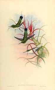 Ilustracja przedstawiająca Heliothrix phaïnolæma (= Heliothryx auritus phainolaemus) (koliber) na Tillandsia bulbosa (bromeliada) autorstwa John Gould
