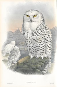 Ilustracja Nyctea Nivea (sowa śnieżna) autorstwa John Gould