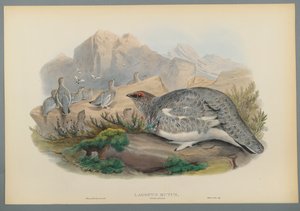 Lagopus Mutus, upierzenie jesienne: Pardwa zwyczajna (kolor lito na papierze tkanym) autorstwa John Gould