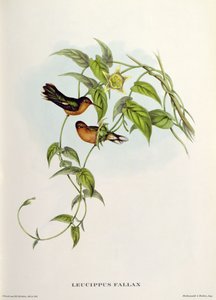 Leucippus Fallax autorstwa John Gould