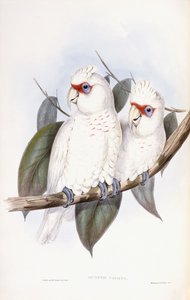 Kakadu długodzioby autorstwa John Gould