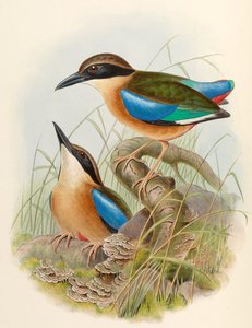 Namorzynowa Pitta (Niebieskoskrzydła Pitta) Pitta megarhyncha Schlegel autorstwa John Gould