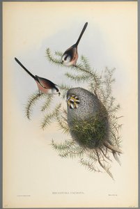 Mecistura Caudata - Sikora długoogoniasta (kolor lito na papierze tkanym) autorstwa John Gould